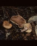 Lactarius imperceptus image