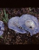 Lactarius indigo var. indigo image