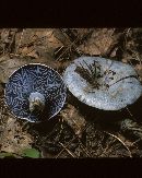 Lactarius indigo var. indigo image