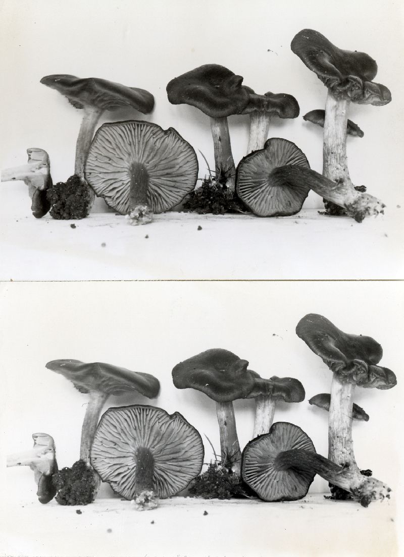 Entoloma alnobetulae image