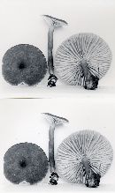 Lactarius lignyotus image