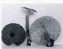 Lactarius lignyotus image