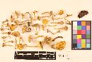 Cantharellus tabernensis image