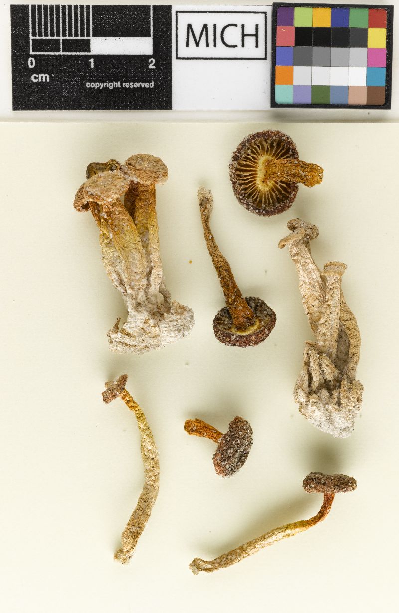 Hygrocybe andersonii image
