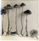 Mycena monticola image