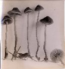 Mycena monticola image
