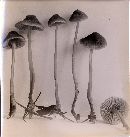 Mycena monticola image