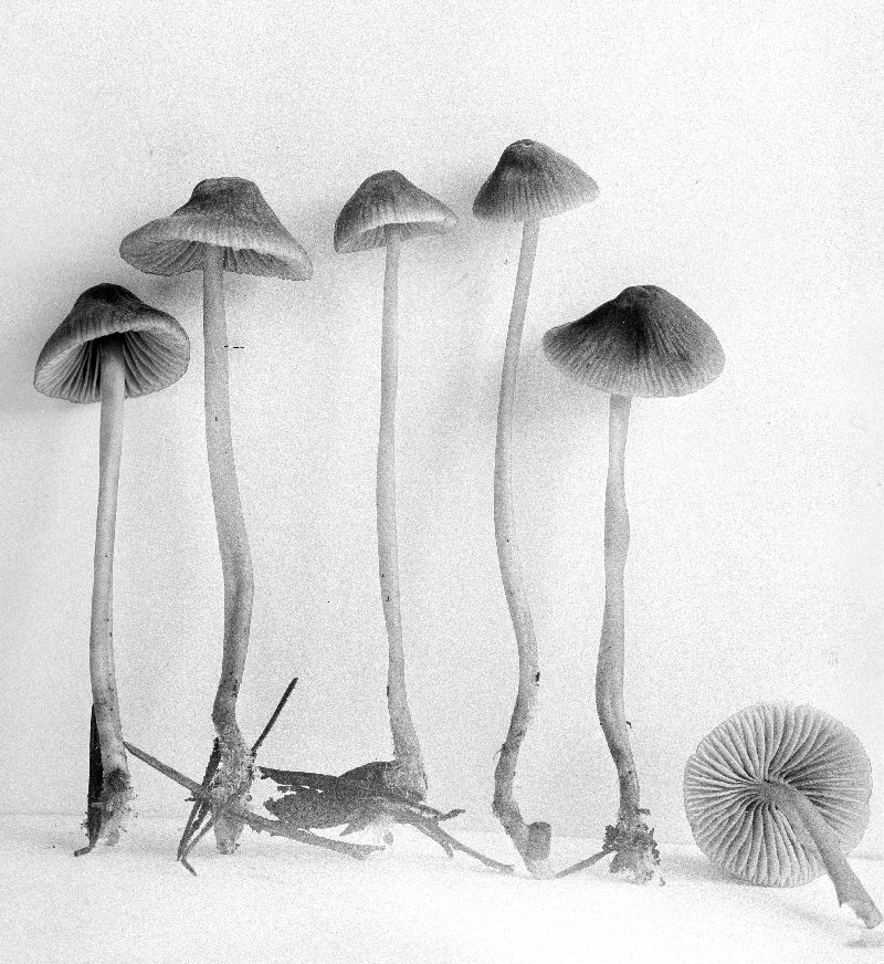 Mycena monticola image