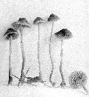 Mycena monticola image