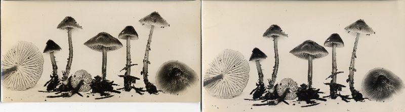 Mycena quiniaultensis image