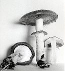 Pholiota albivelata image