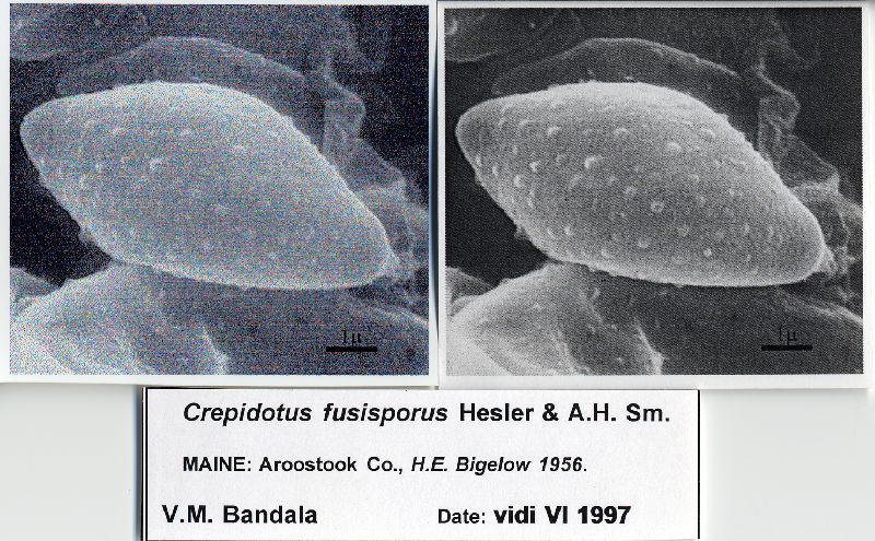 Crepidotus fusisporus var. fusisporus image