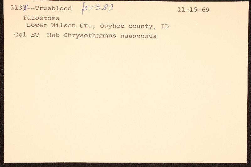 Tulostoma occidentale image