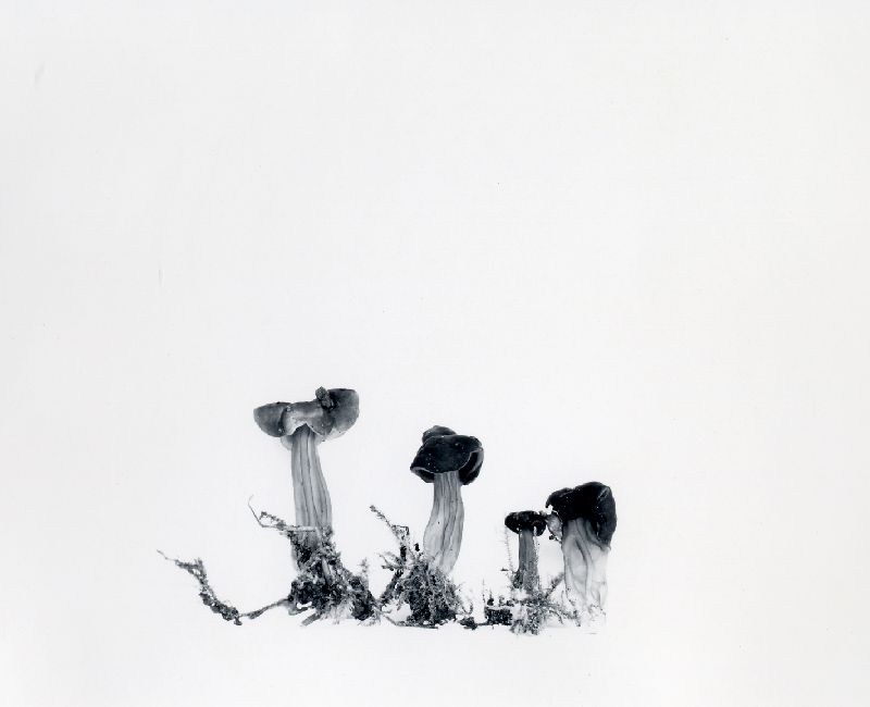Helvella palustris image