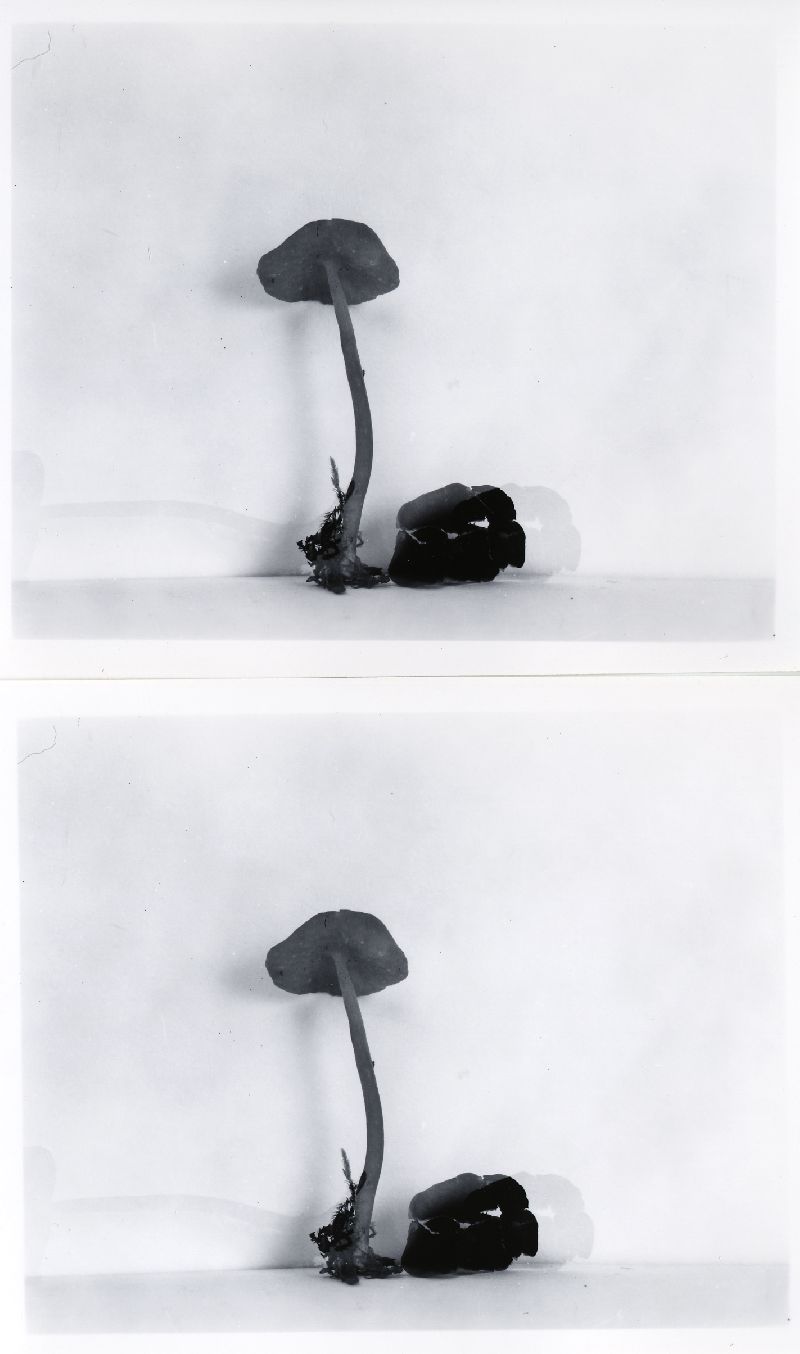 Helvella subglabra image