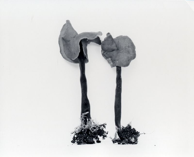 Helvella subglabra image