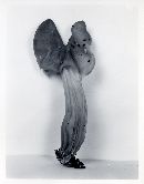 Helvella lacunosa image