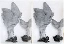 Gyromitra infula image