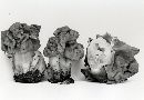 Gyromitra korfii image