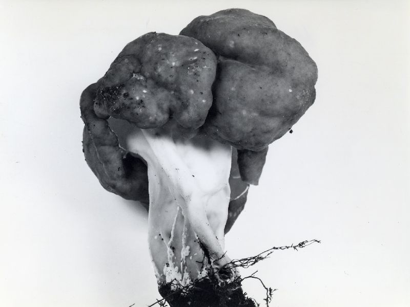 Gyromitra sphaerospora image