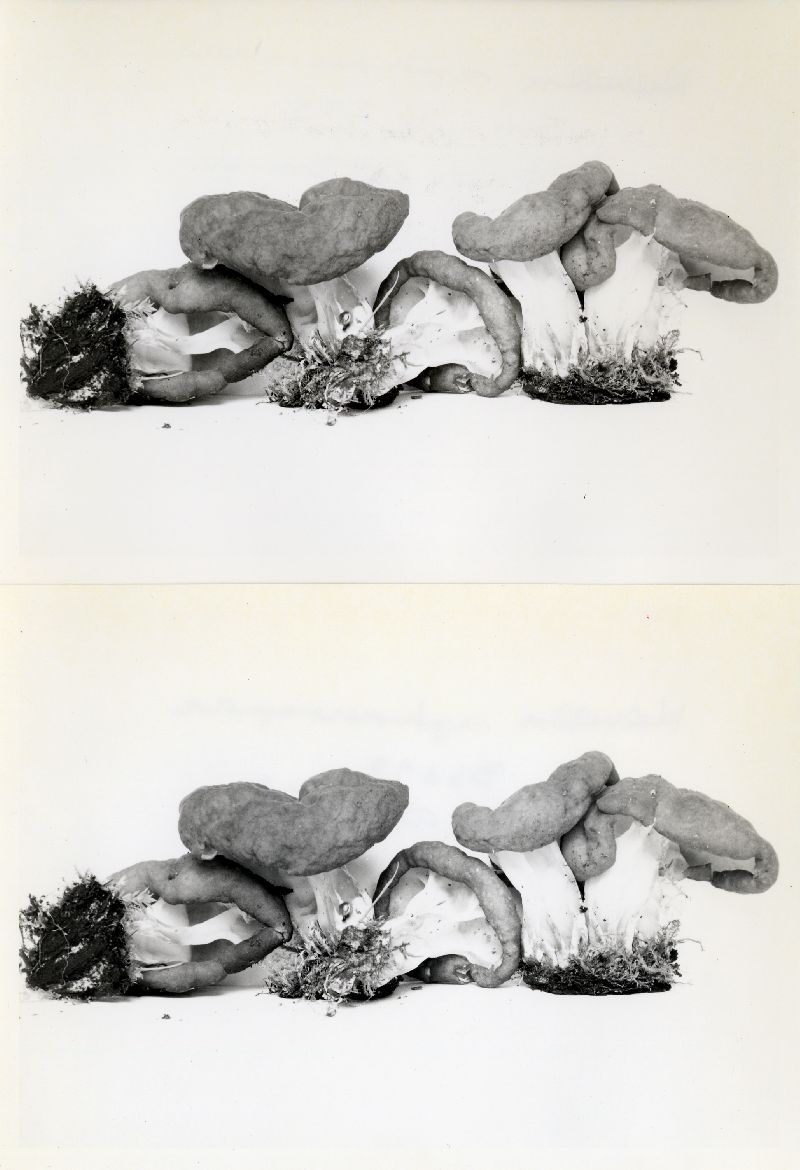 Gyromitra sphaerospora image