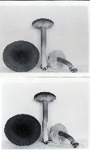 Lactarius lignyotus image