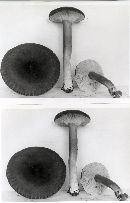 Lactarius lignyotus image