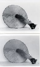 Lactarius lignyotus image