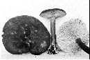 Lactarius lignyotus image