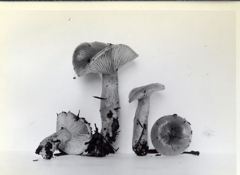 Lactarius luculentus var. luculentus image