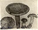 Lactarius lividorubescens image