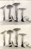 Lactarius luculentus image