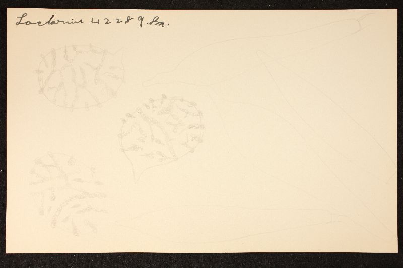Lactarius mackinawensis image