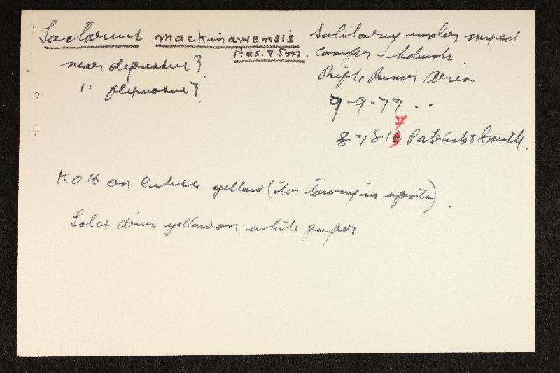 Lactarius mackinawensis image