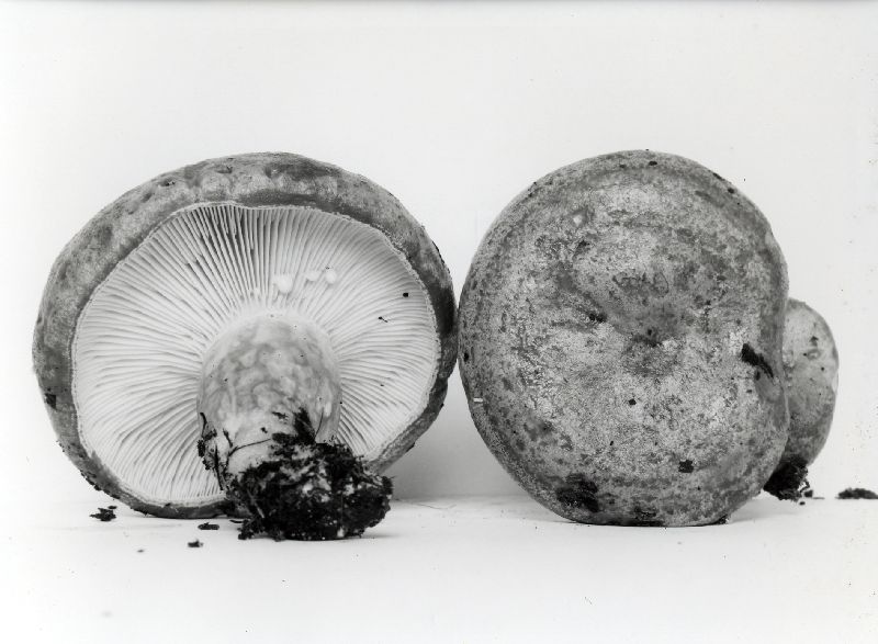 Lactarius mackinawensis image