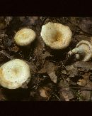 Lactarius maculatipes image