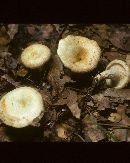 Lactarius maculatipes image