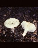 Lactarius maculatipes image