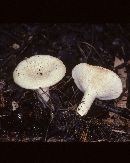 Lactarius maculatipes image