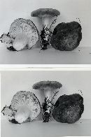 Lactarius mucidus image