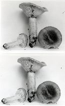 Lactarius mucidus image