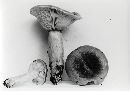 Lactarius mucidus var. fuscogriseus image