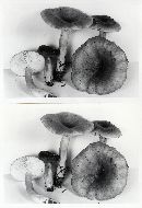 Lactarius mucidus var. mucidioides image