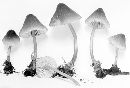 Mycena elegantula image