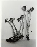 Mycena elegantula image