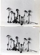 Mycena tenax image