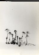 Mycena tenax image