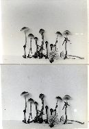 Mycena tenax image