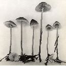 Mycena tenax image