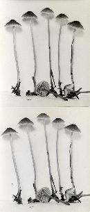 Mycena tenax image